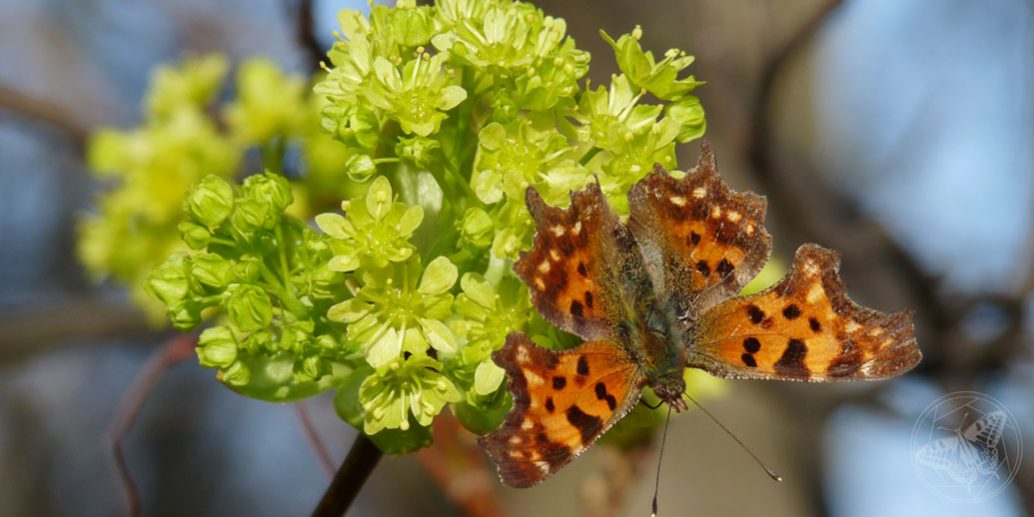 CFalter_Ahorn_©_S_Dorner