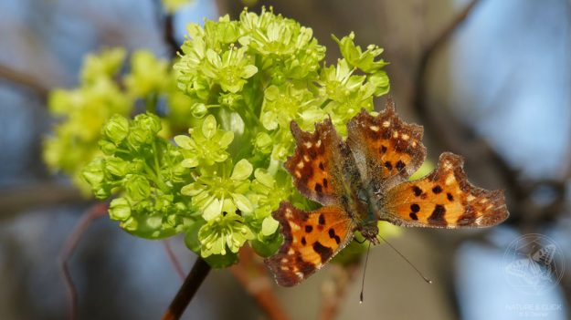 CFalter_Ahorn_©_S_Dorner