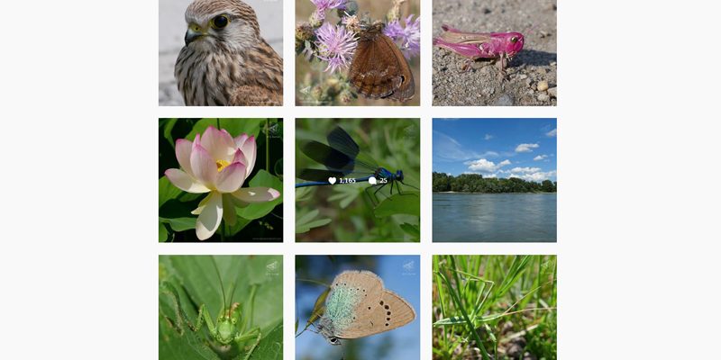 Instagram, Facebook, Twitter & Co - Für Ihren Social-Media-Kanal können Sie gerne Nutzungslizenzen an unseren Naturfotografien erwerben.
