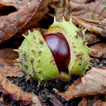 Eine reife Kastanie (Aesculus hippocastanum) in ihrer stacheligen Hülle.