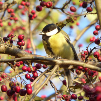 Kohlmeise © www.natureandclick.com