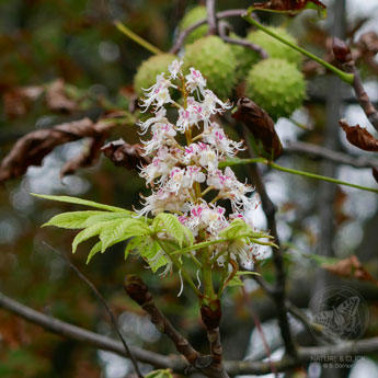 Ein "narrischer Kastanienbaum"