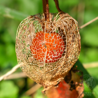 Orange gefärbter Samen einer Lampionblume (Physalis alkekengi).