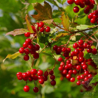 Die roten Steinfrüchte vom Gewöhnlichen Schneeball (Viburnum opulus).