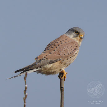 Turmfalke © www.natureandclick.com