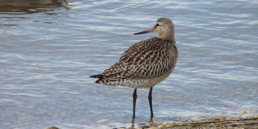 Pfuhlschnepfe © www.natureandclick.com