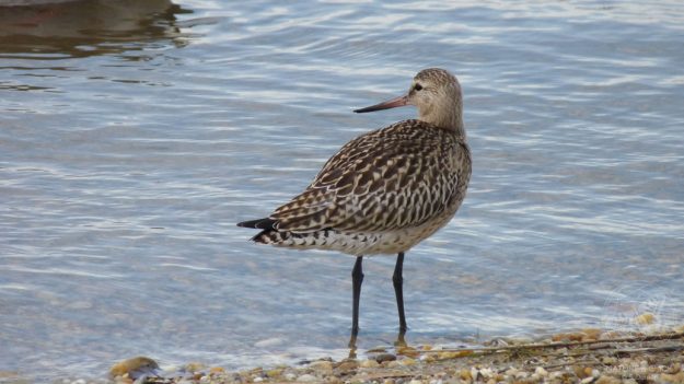 Pfuhlschnepfe © www.natureandclick.com