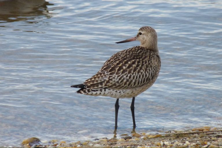 Pfuhlschnepfe © www.natureandclick.com