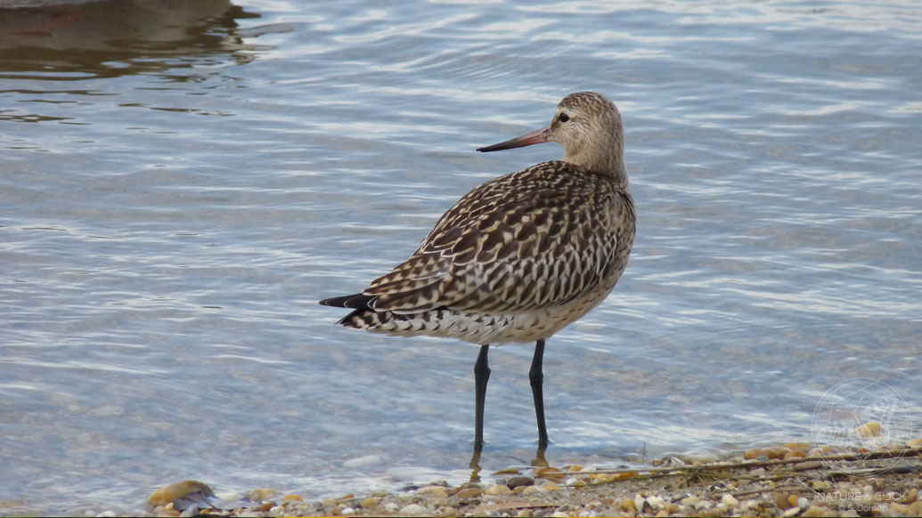 Vögel Österreichs