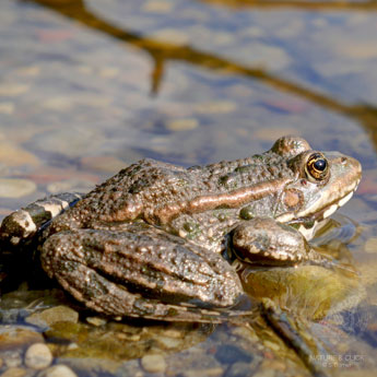 Ein Wasserfrosch (Pelophylax sp.) sonnt sich am Uferrand.