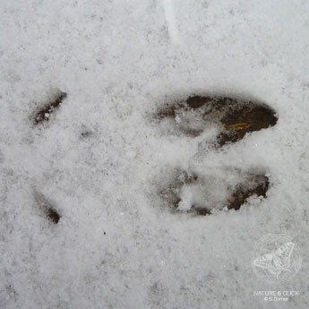 Schneespur vom Reh © www.natureandclick.com