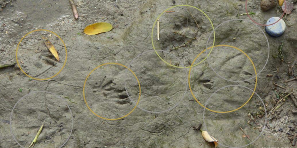 Spurenlesen © www.natureandclick.com