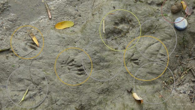 Spurenlesen © www.natureandclick.com