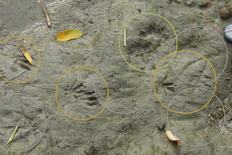 Spurenlesen © www.natureandclick.com