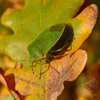 Grüne Stinkwanze © www.natureandclick.com