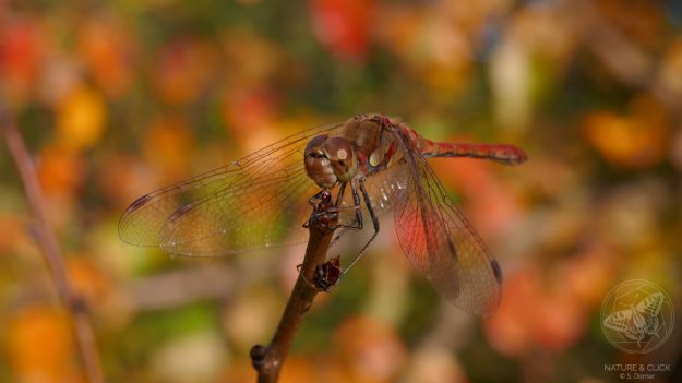 Große Heidelibelle © www.natureandclick.com
