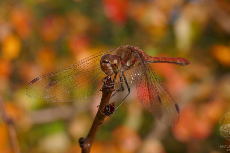 Große Heidelibelle © www.natureandclick.com