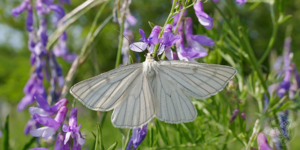 Weißer Schwarzaderspanner (Siona lineata) © www.natureandclick.com
