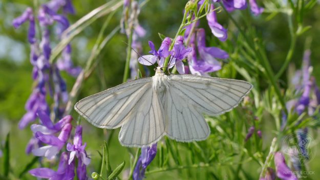 Weißer Schwarzaderspanner (Siona lineata) © www.natureandclick.com
