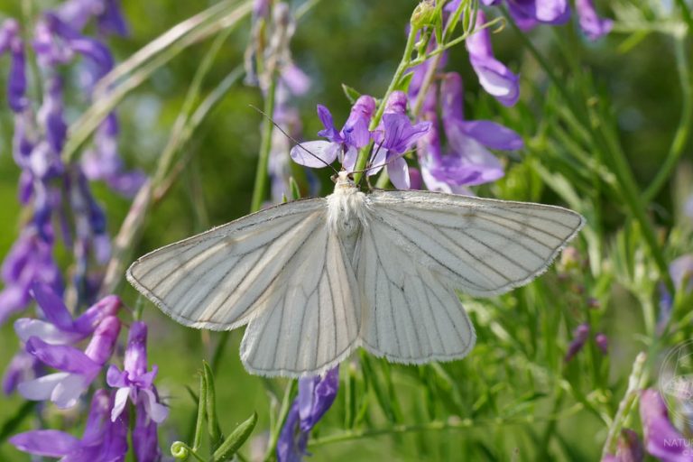 Weißer Schwarzaderspanner (Siona lineata) © www.natureandclick.com