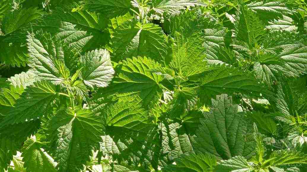 Brennnessel © Silke Dorner / Nature & Click