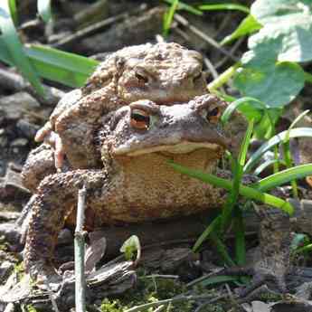 Erdkroete © www.natureandclick.com