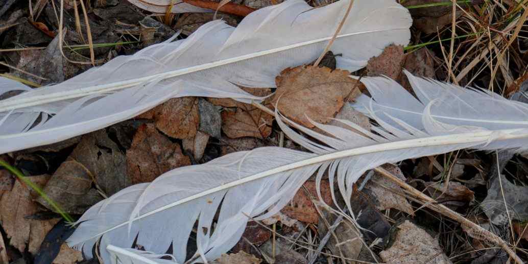 Vogelfedern © www.natureandclick.com