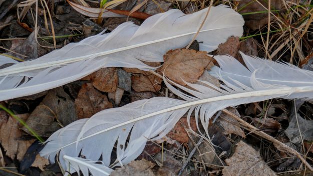 Vogelfedern © www.natureandclick.com