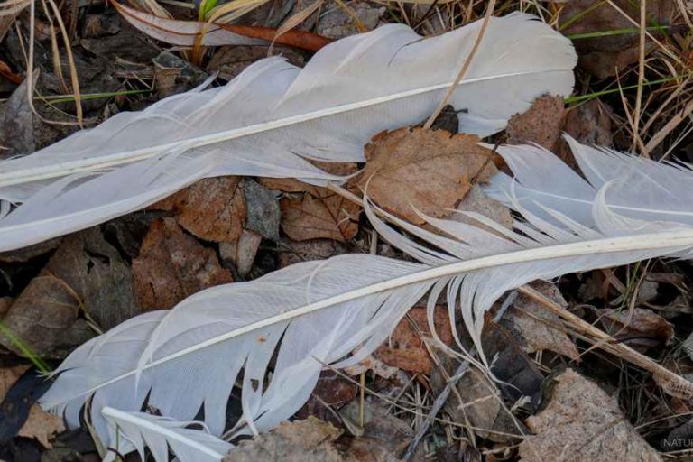 Vogelfedern © www.natureandclick.com