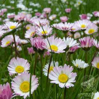 Gänseblümchen © www.natureandclick.com