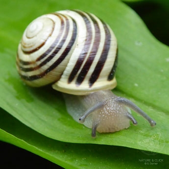 Gartenbaenderschnecke © www.natureandclick.com