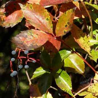 Herbstblaetter © www.natureandclick.com