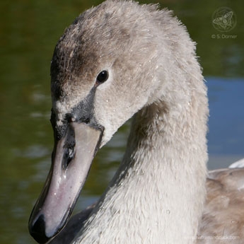 Höckerschwan © www.natureandclick.com