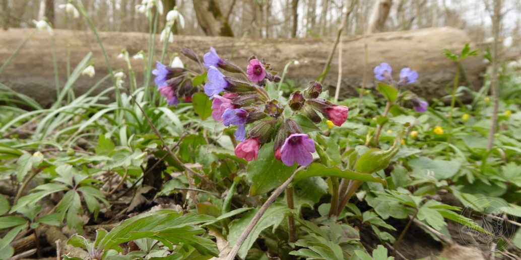 Lungenkraut © www.natureandclick.com