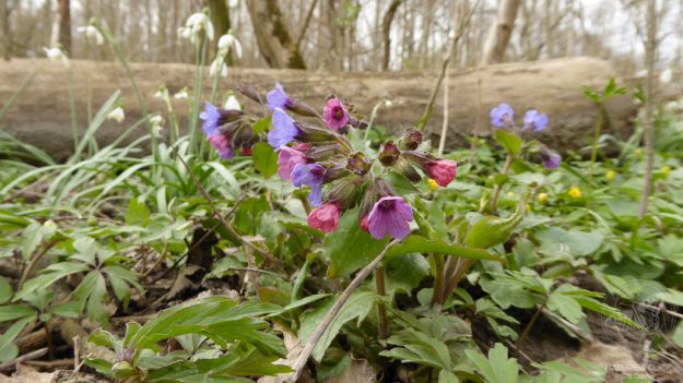 Lungenkraut © www.natureandclick.com