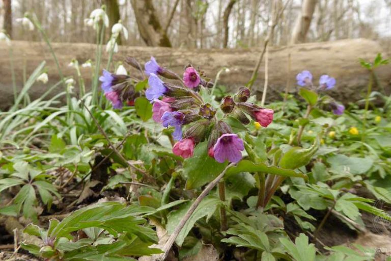 Lungenkraut © www.natureandclick.com