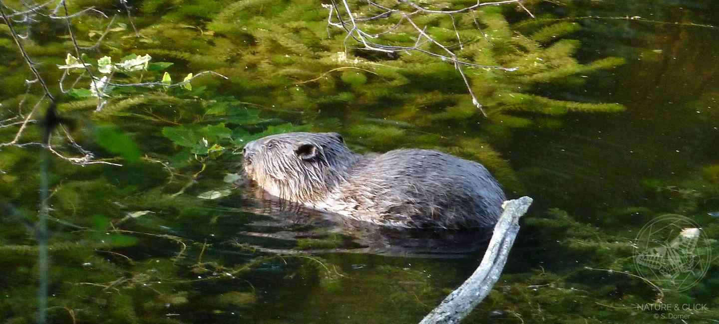 Biber-Naturfuehrung-Prater-Wien-©-www.natureandclick.com
