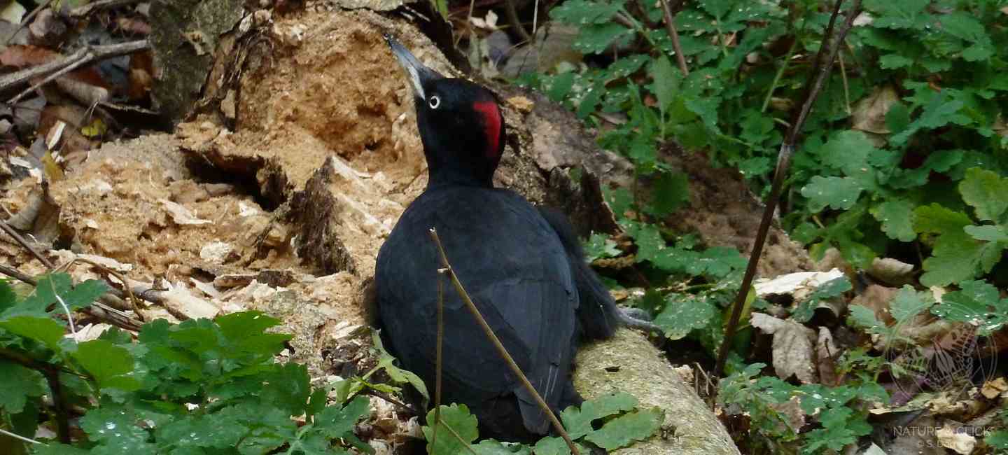 Tierspuren-Naturfuehrung-Prater-Wien-©-www.natureandclick.com Tierspuren-Naturfuehrung-Prater-Wien-©-www.natureandclick.com