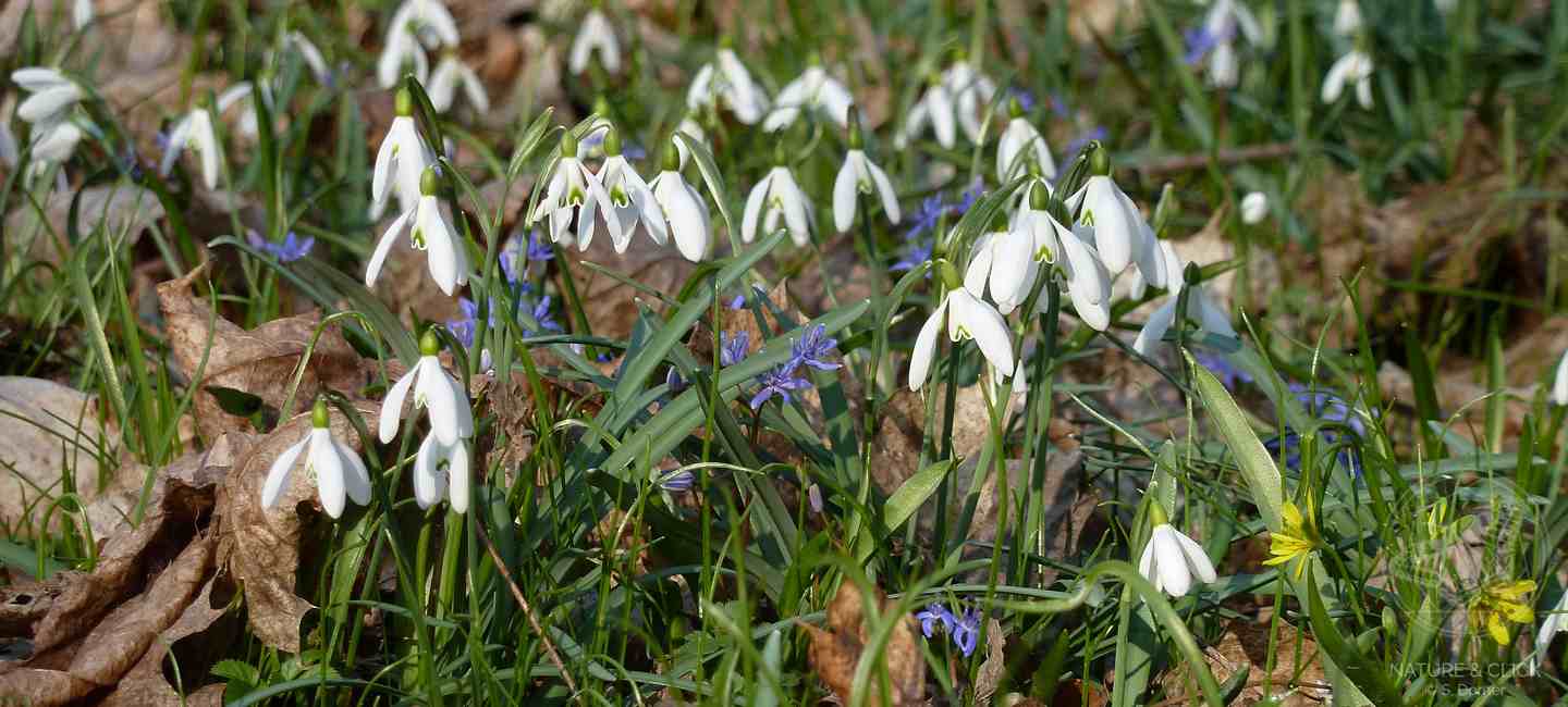 Tiere-Pflanzen-Auwald-Naturfuehrung-Prater-Wien-©-www.natureandclick.com