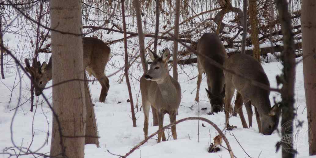 Rehe © www.natureandclick.com
