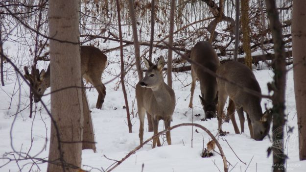 Rehe © www.natureandclick.com