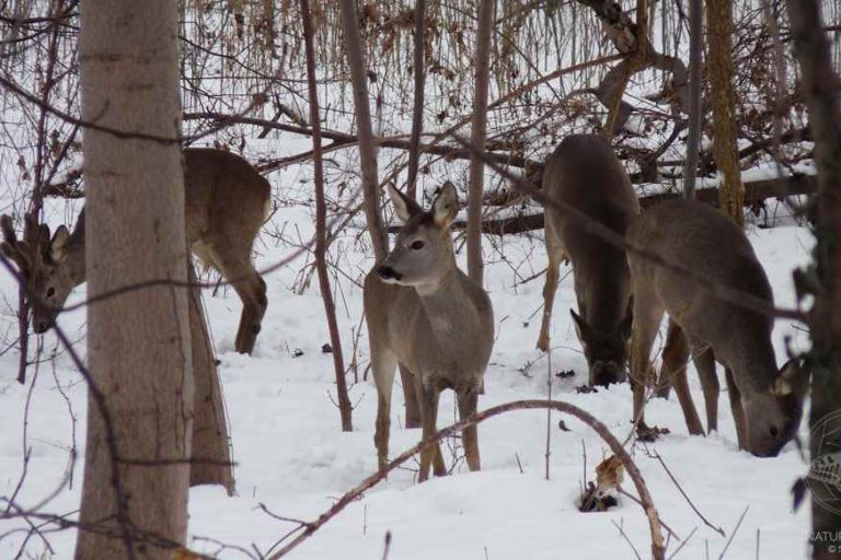 Rehe © www.natureandclick.com