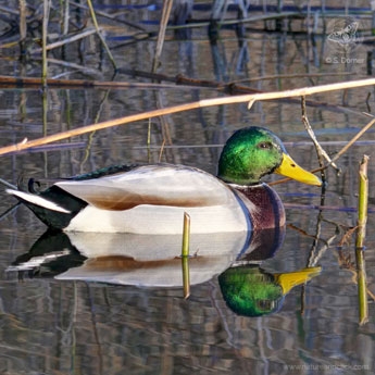 Stockente © www.natureandclick.com