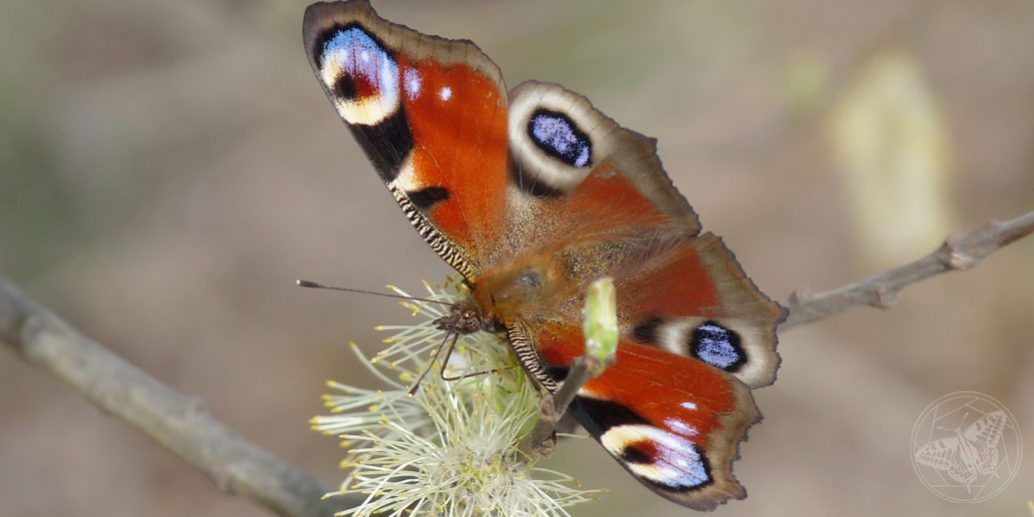 Tagpfauenauge © www.natureandclick.com