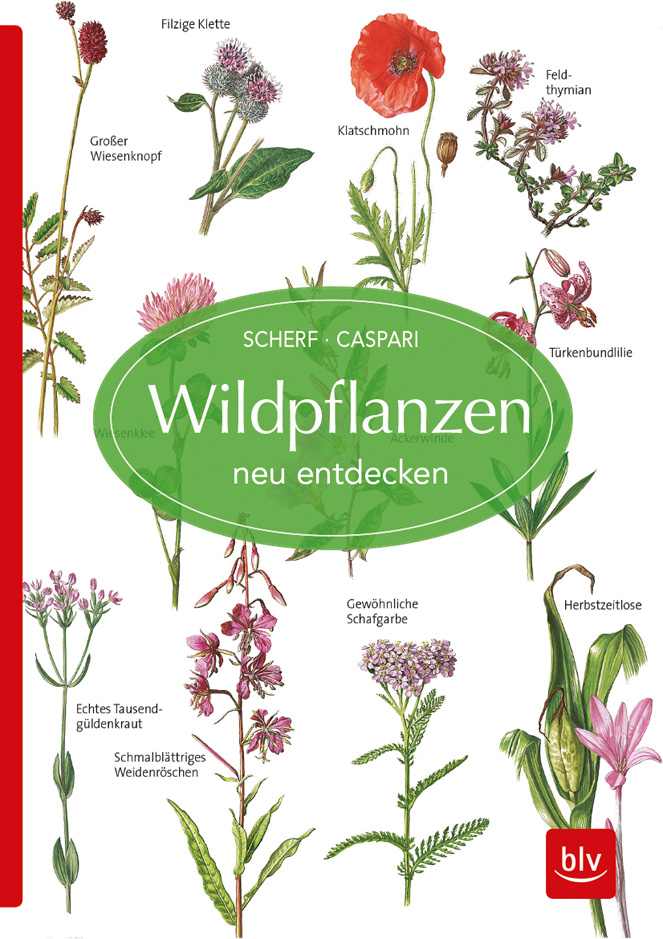 Wildpflanzen neu entdecken © BLV-Verlag