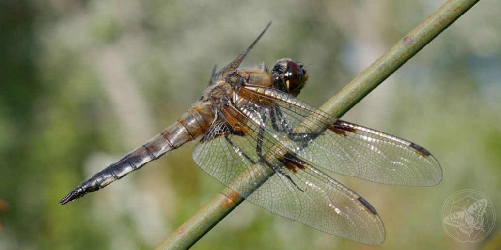 Vierfleck © S. Dorner, www.natureandclick.com