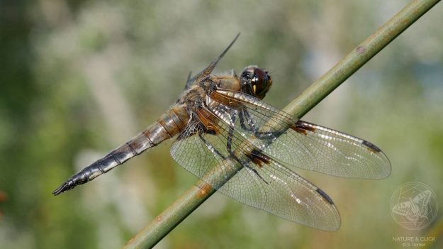 Vierfleck © S. Dorner, www.natureandclick.com