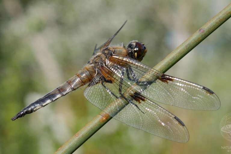 Vierfleck © S. Dorner, www.natureandclick.com