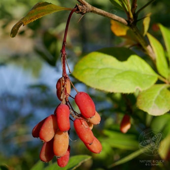 Berberitze © S. Dorner, www.natureandclick.com