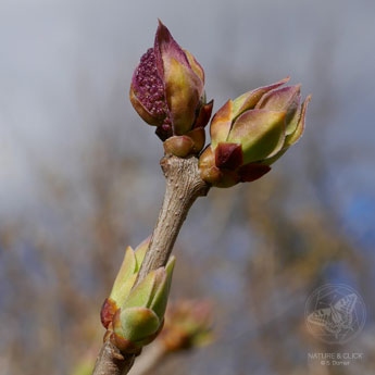 Flieder © S. Dorner, www.natureandclick.com